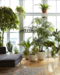 Living room with large windows, various potted plants, a dark gray sectional sofa, and a patterned rug on wooden floor.