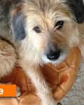 Scruffy dog sitting on a brown leather pouf, looking up.