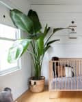 Nursery with wooden crib, large potted plant, and wall art featuring letters A and B.