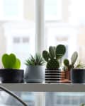 assorted succulents on shelf by a window