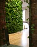 Indoor vertical garden wall with lush green plants next to a wooden floor and a skateboard leaning against a brick wall.
