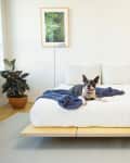 Modern bedroom with a dog on a white bed, blue blanket, potted plant, and purple flowers on a side table.