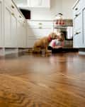 Child sitting on wooden kitchen floor with a dog, surrounded by white cabinets and a stainless steel oven.