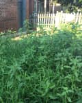 Overgrown garden with tall grass and weeds next to a brick building and wooden fence.
