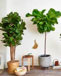 Four fiddle leaf fig trees in various pots on a striped rug, with a small wooden table and decor items.