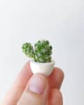Miniature green cactus with white spines in a small white pot held between fingers.