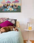 Brown and white dog sleeping on a bed with colorful pillows, next to a side table with a lamp and tissue box.