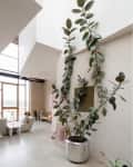 Rubber plant inside white neutral home