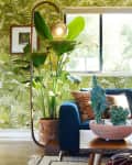 Living room with leafy wallpaper, blue sofa, large potted plant, and wooden coffee table with cactus centerpiece.
