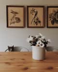 Cat peeking over a wooden table with a white flower vase, beneath three framed bird illustrations on the wall.