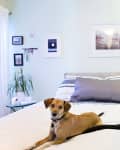 Dog and cat lying on a bed in a cozy bedroom with framed art, a lamp, and a small plant on a side table.