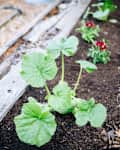 Young squash plants with large green leaves growing in a garden bed, alongside red flowers.