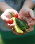 Hands holding fresh cherry tomatoes, jalapeños, and banana peppers.