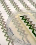Petri dish with green and gray zigzag patterns on paper, showcasing a scientific experiment.