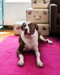 Brown and white dog lying on a pink rug next to stacked vintage suitcases and a brown sofa.