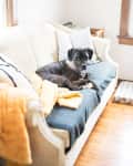 Black dog lying on a beige sofa with striped pillows and a yellow blanket.