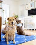 Two dogs with bandanas sit on a blue rug in a living room with a brown sofa and wall art.