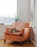 Cat lounging on a peach velvet armchair near a window with potted plants.
