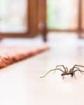 Spider on a wooden floor with blurred background of a room and rug.