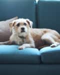 Small brown and white dog lying on a blue sofa with a beige pillow.