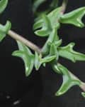 Green succulent plant with star-shaped leaves in a black pot.