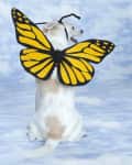 Dog wearing yellow and black butterfly wings costume, sitting on a cloud-patterned surface.