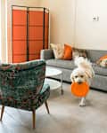 Living room with gray sofa, orange pillows, green chairs, and a dog holding an orange frisbee.