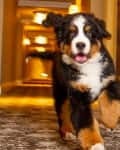 Bernese Mountain Dog puppy running down a carpeted hallway with warm lighting.