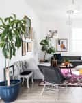 Bright living room with gray sofa, black chairs, large plants, and a vibrant pink patterned rug.