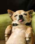 Chihuahua lying on a green cushion with tongue out, eyes closed, and paws up.