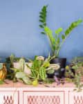 Variety of potted plants on a pink cabinet against a blue wall.
