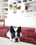 Boston Terrier lying on a red patterned rug in a living room with shelves and pink flowers in a vase.