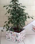 Indoor potted plant with variegated leaves in a colorful, patterned planter on tiled floor.