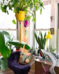 Home office with large windows, vibrant plants, a wooden desk, clear chair, and a yellow lamp.