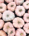 Pale pink pumpkins arranged closely together on dark soil.