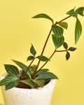 Potted green plant with striped leaves in a white pot against a yellow background.