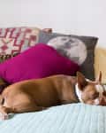 Brown and white dog sleeping on a bed with colorful pillows, next to a lamp and tissue box on a side table.