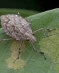 Brown stink bug on a green leaf with visible damage spots.