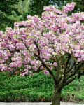 Cherry blossom tree with pink flowers in a garden setting, surrounded by green shrubs and trees.