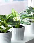 Potted green houseplants on a windowsill with white planters.