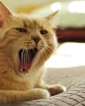 Ginger cat yawning on a quilted bedspread in a sunlit room.