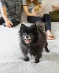 Black Pomeranian standing on a bed with two people sitting in the background.
