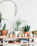 Indoor plants in various pots on a wooden shelf, with a round mirror above and a black chair to the side.