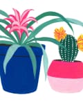 Three colorful potted plants: leafy green in pink pot, pink-flowered plant in blue pot, and cactus with yellow flowers in red pot.