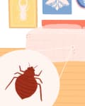Bedroom with bedbug illustration, pink bedspread, blue suitcase, and insect-themed wall art.