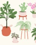 Illustrated collection of various potted houseplants, including ferns, orchids, and monstera, in decorative pots.