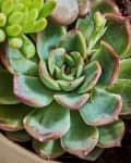 Closeup of an echeveria