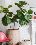 Fiddle leaf fig in a home