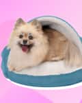 Pomeranian in dog bed