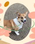 Corgi on gravel path with a smiling woman illustration, surrounded by large pink flowers.
